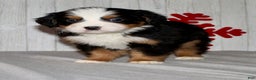 Bernese Mountain Dog dogs for sale: Logan - Ad 5