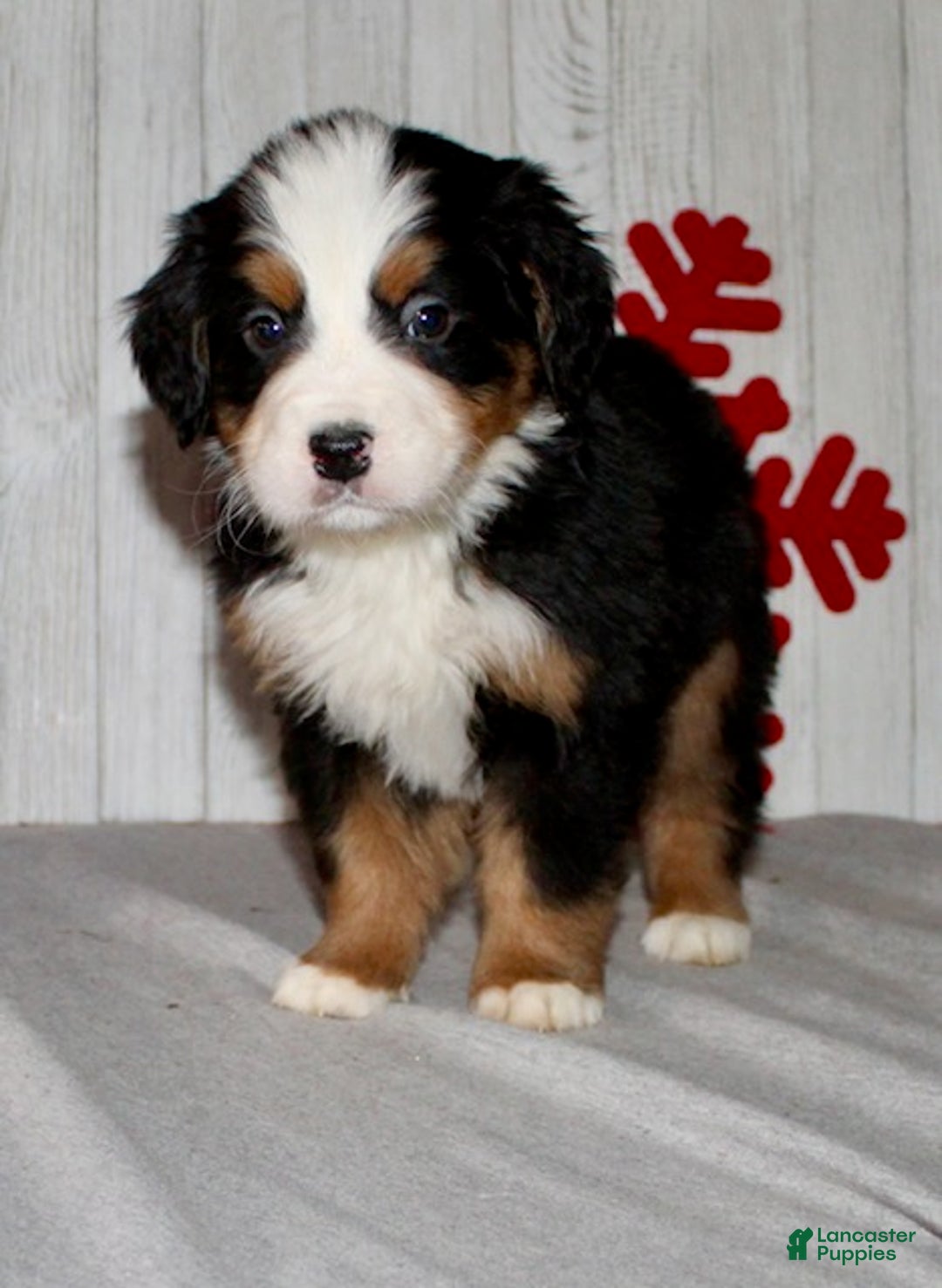 Bernese Mountain Dog dogs for sale: Logan - Ad 5
