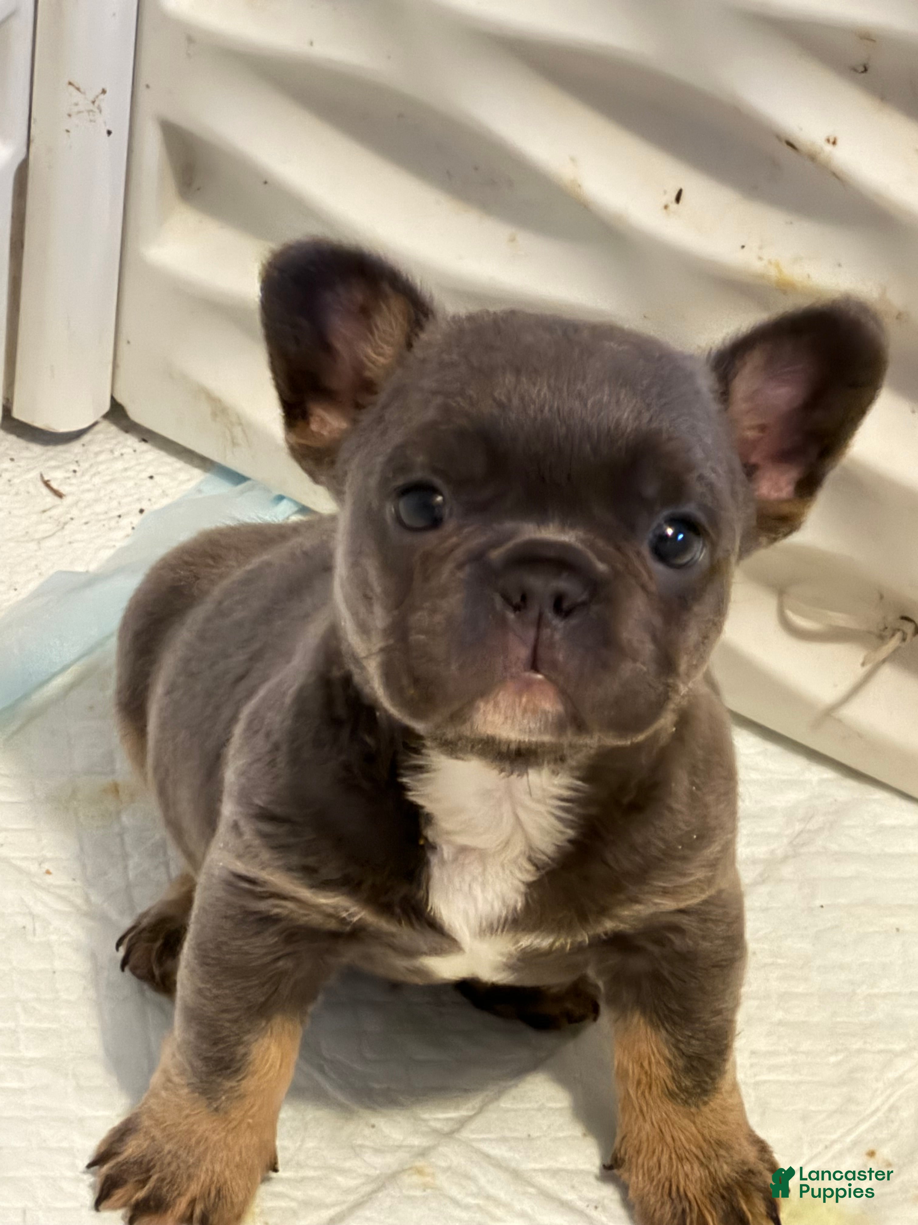 French Bulldog dogs for sale: French Bulldog 1 - Ad 5