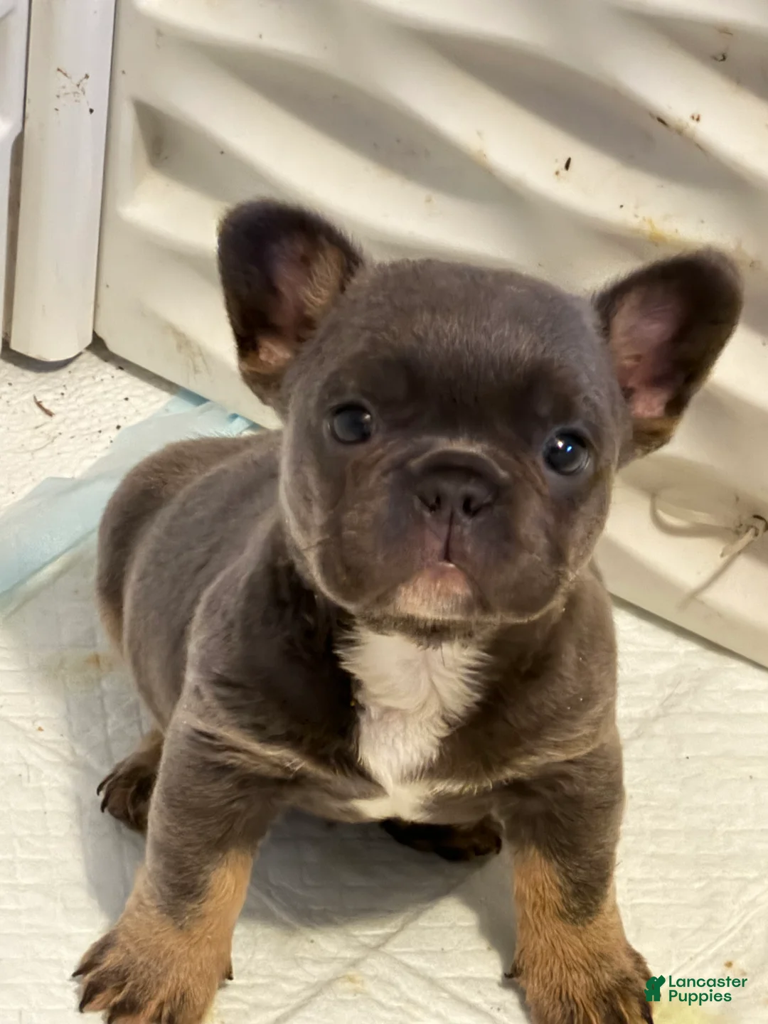 French Bulldog dogs for sale: French Bulldog 1 - Ad 1