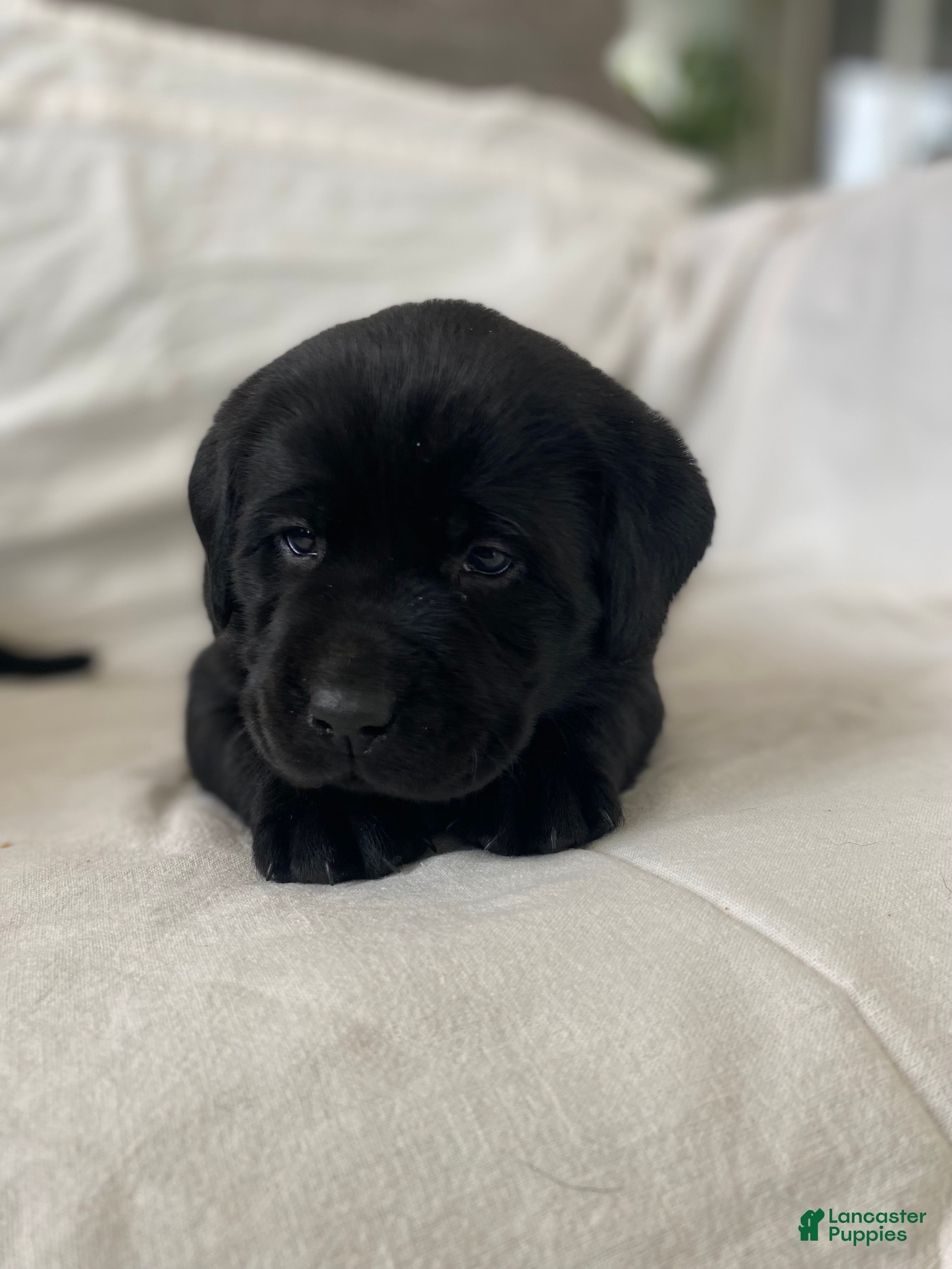 Labrador Retriever dogs Luna - Ad 1