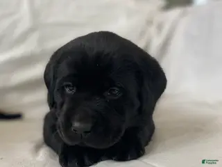 Labrador Retriever dogs for sale: Luna - Ad 2