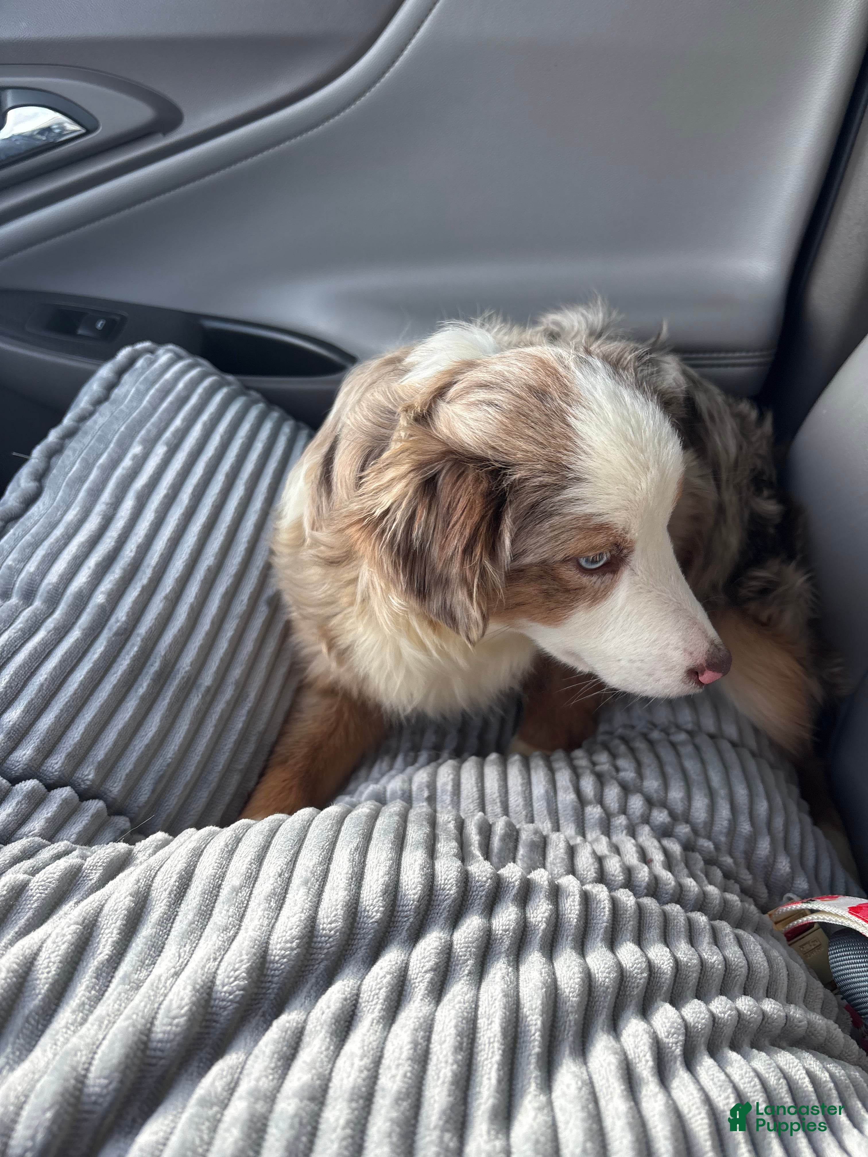 Miniature Australian Shepherd dogs Lola - Ad 32