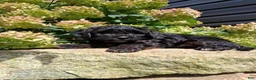 Yorkiepoo dogs for sale: Shadow - Ad 3