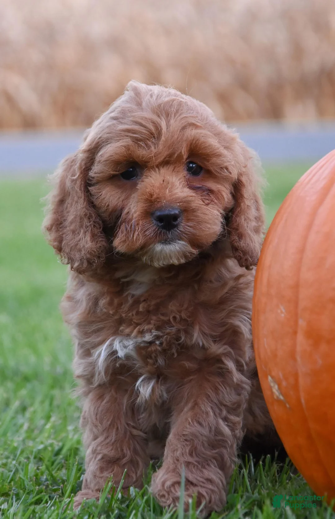 Cockapoo dogs for sale: Pumpkin - Ad 2