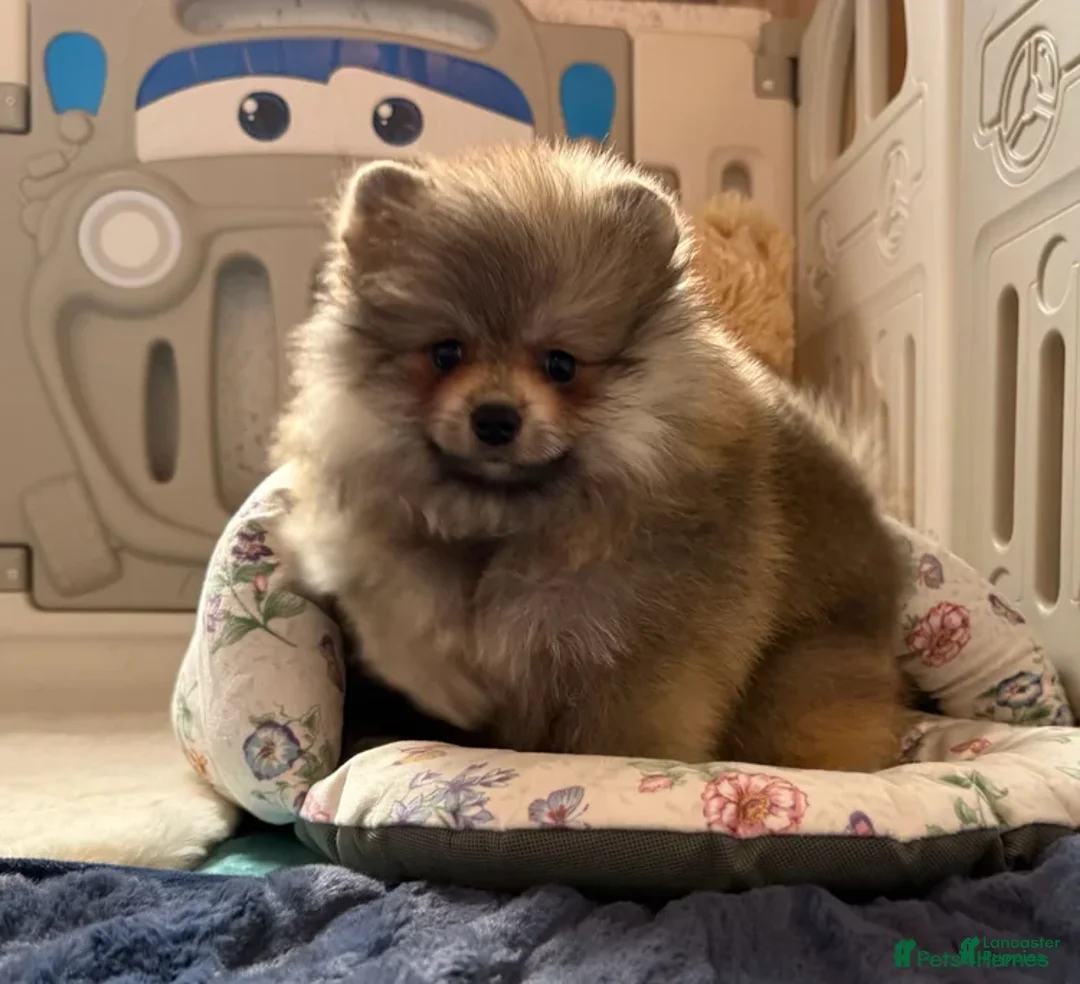 Pomeranian dogs for sale: Greg - Ad 11
