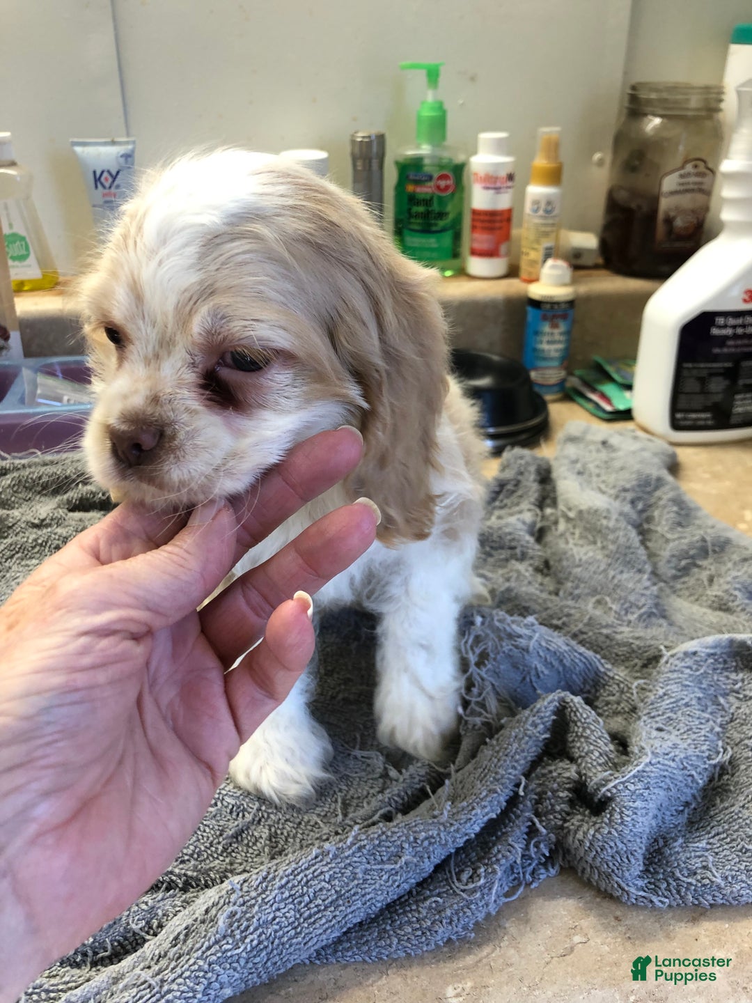 Cocker Spaniel dogs for sale: Vet checked perfect  - Ad 10