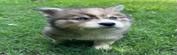 Siberian Husky dogs for sale: RUBY - Ad 21