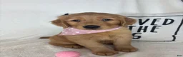 Golden Retriever dogs for sale: Sandy - Ad 6