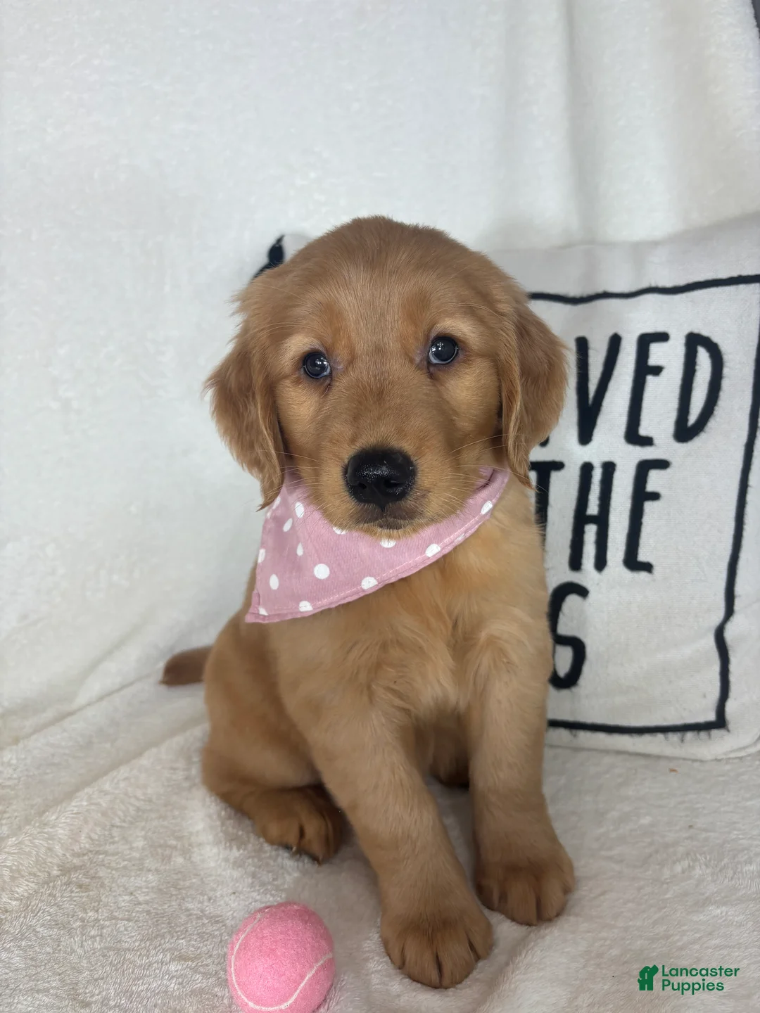 Golden Retriever dogs for sale: Sandy - Ad 6