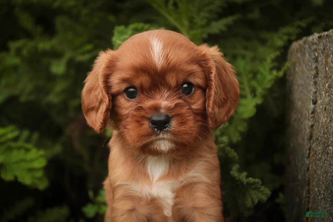 Cavalier King Charles Spaniel dogs for sale: Augie Cavalier King Charles Spaniel  - Ad 2