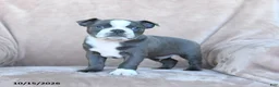 Boston Terrier dogs for sale: Elvis - Ad 3