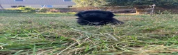 Newfoundland dogs for sale: Snow - Ad 3