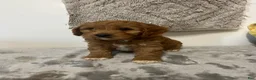 Cavapoo dogs for sale: Jared  - Ad 7