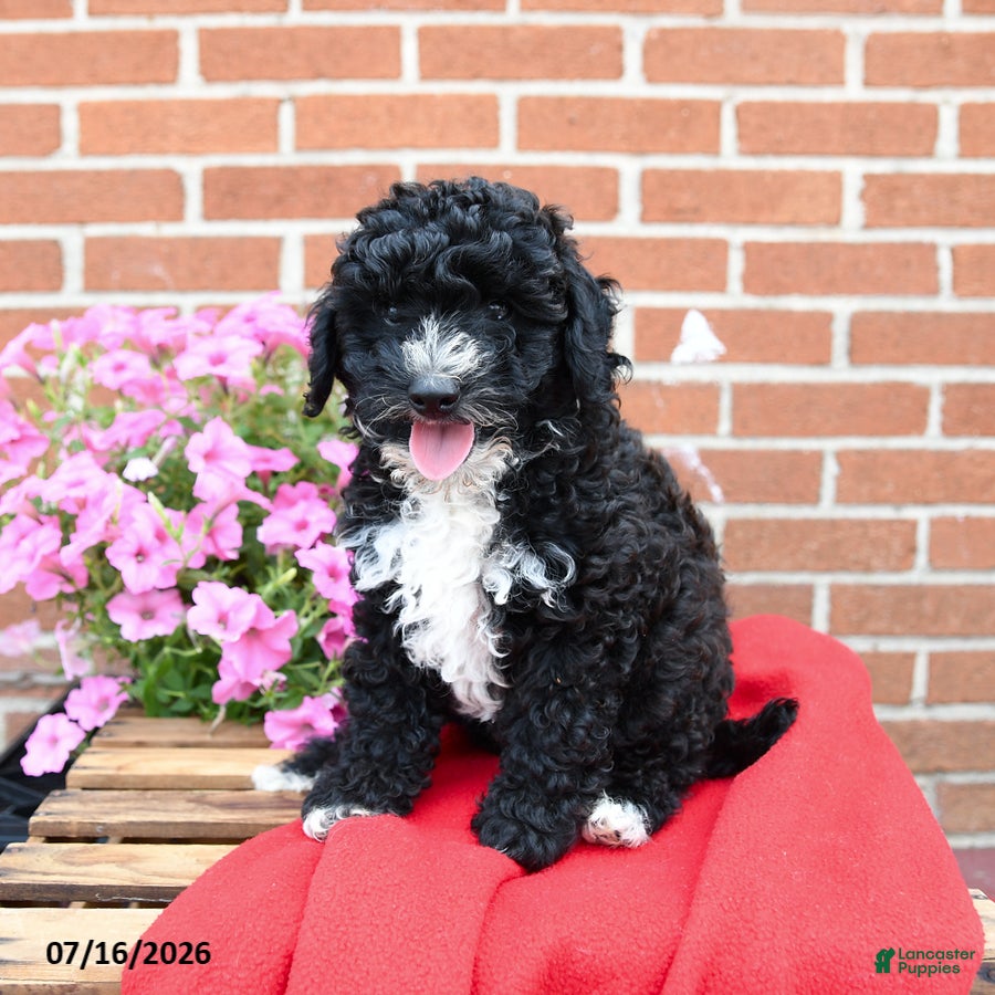 Miniature Poodle dogs Tux - Ad 2