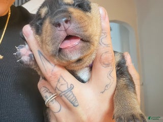 Mixed Breed dogs Ares - Ad 25