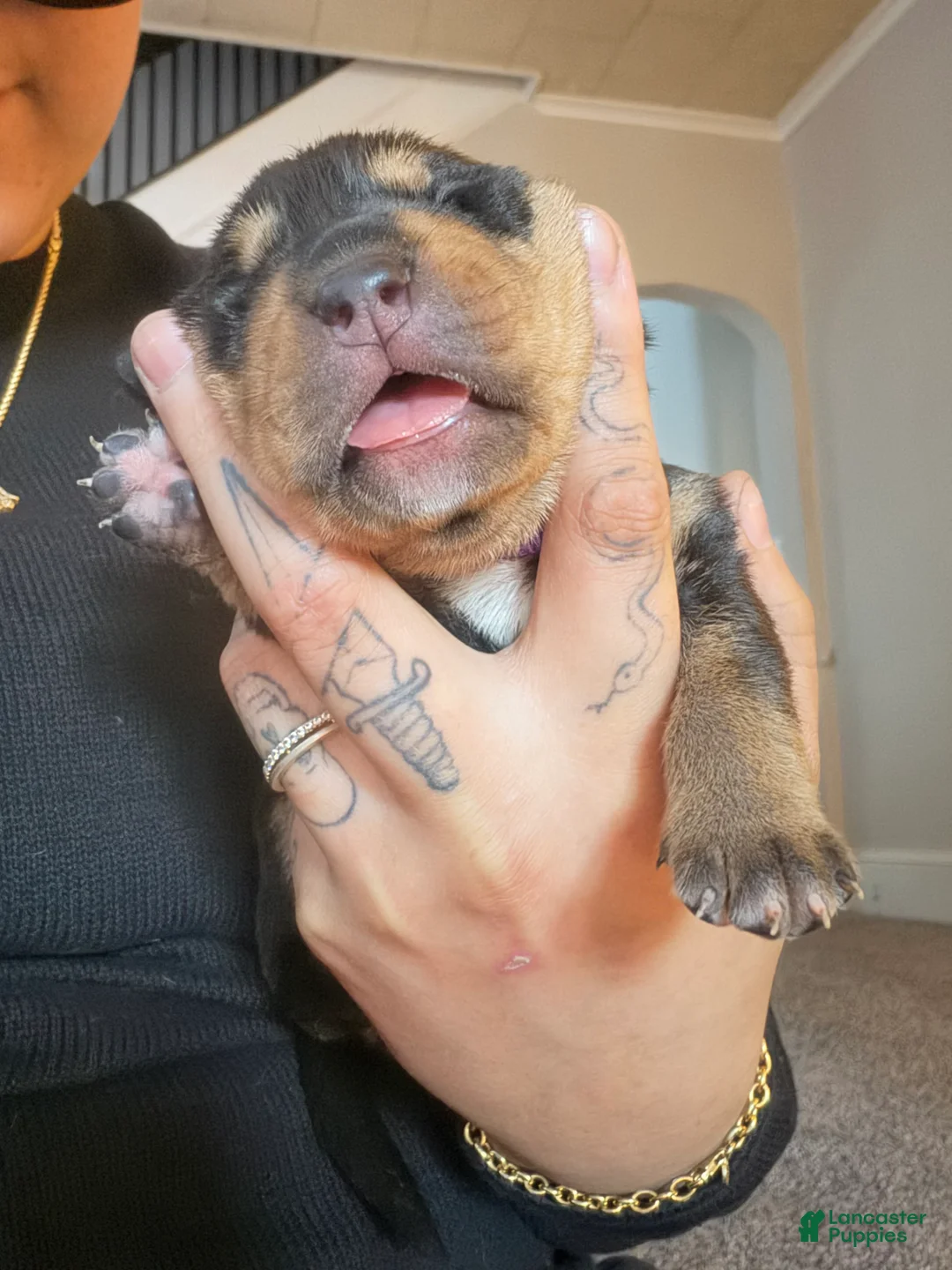 Mixed Breed dogs for sale: Ares - Ad 4