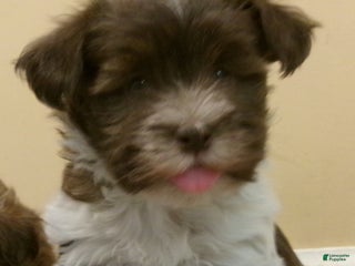 Havanese dogs Sundae - Ad 3