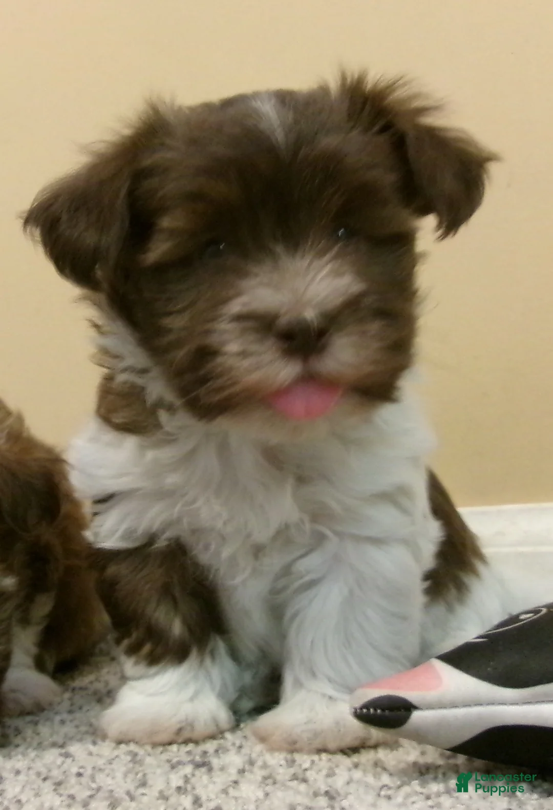 Havanese dogs for sale: Sundae - Ad 1