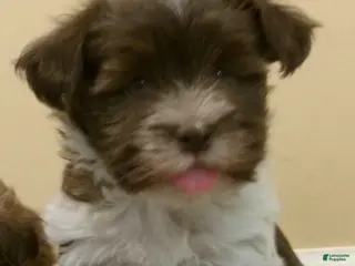 Havanese dogs Sundae - Ad 14