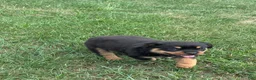 Rottweiler dogs for sale: Rottweiler 1 - Ad 4