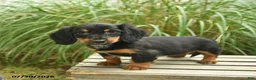 Miniature Dachshund dogs for sale: Penny  - Ad 3