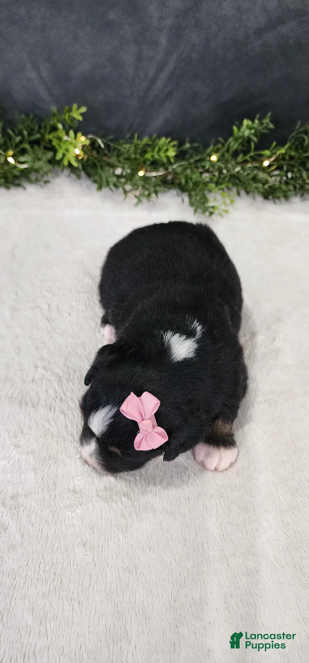 Miniature Australian Shepherd dogs for sale: Grace - Ad 2