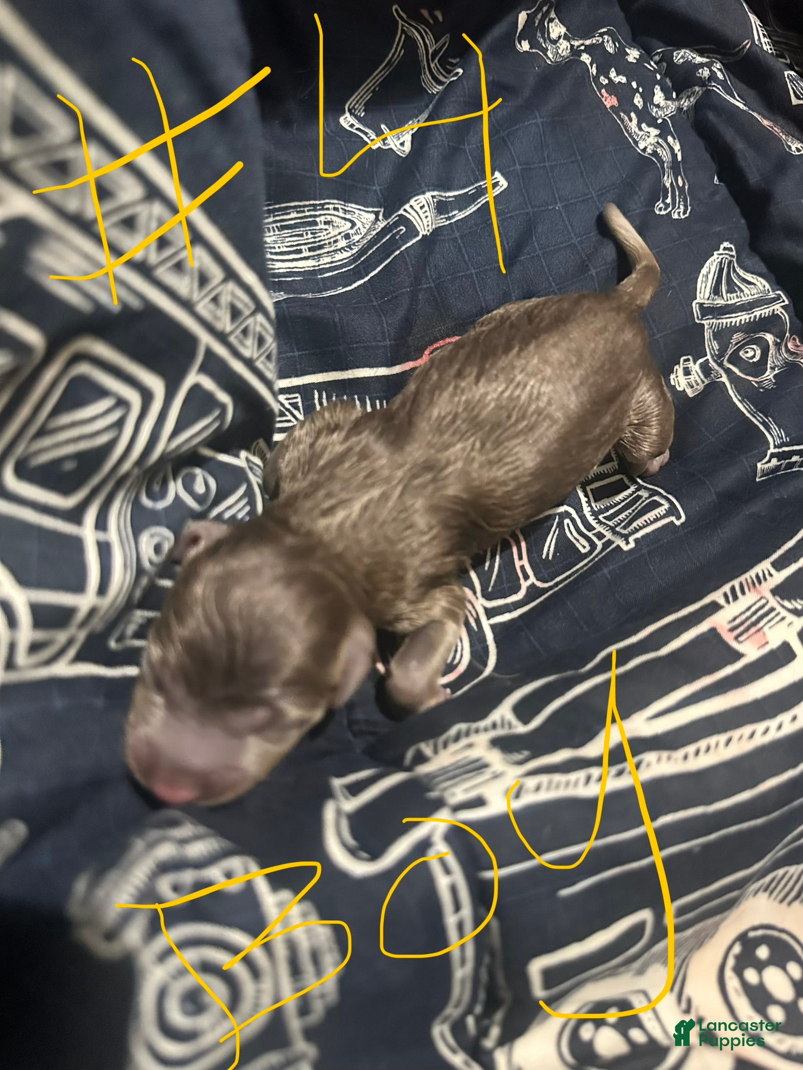 Miniature Pinscher dogs Dimitri - Ad 30