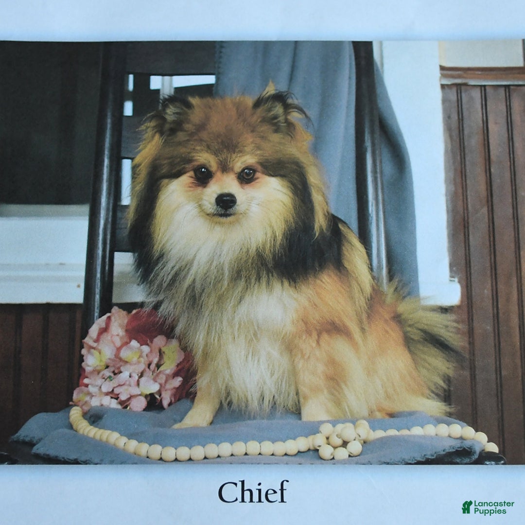 Pomeranian dogs for sale: Maggie - Ad 7