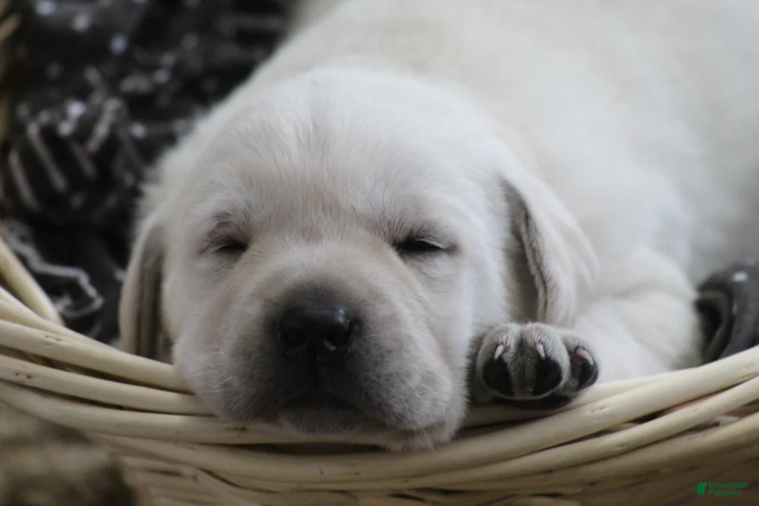 Labrador Retriever dogs for sale: Labrador Retriever Puppy 1 - Ad 9