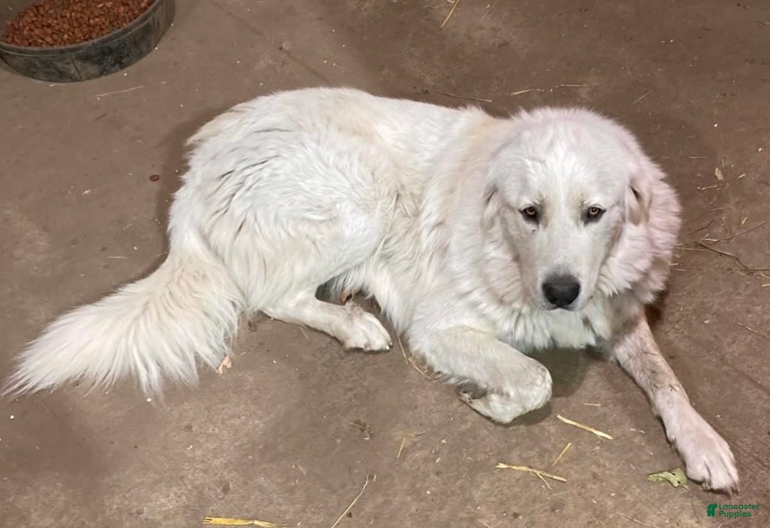 Great Pyrenees dogs for sale: Angel- Great Pyrenees - Ad 2