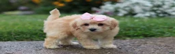 Mixed Breed dogs for sale: Lily - Ad 3