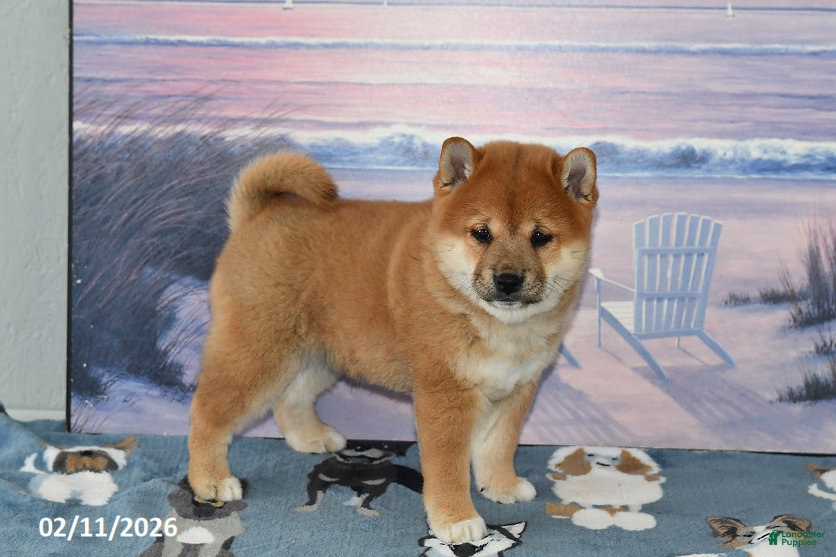 Shiba Inu dogs Billy Jo - Ad 2