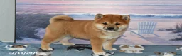 Shiba Inu dogs for sale: Billy Jo - Ad 2