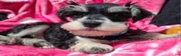 Miniature Schnauzer dogs for sale: Ms. MINTY - Ad 5