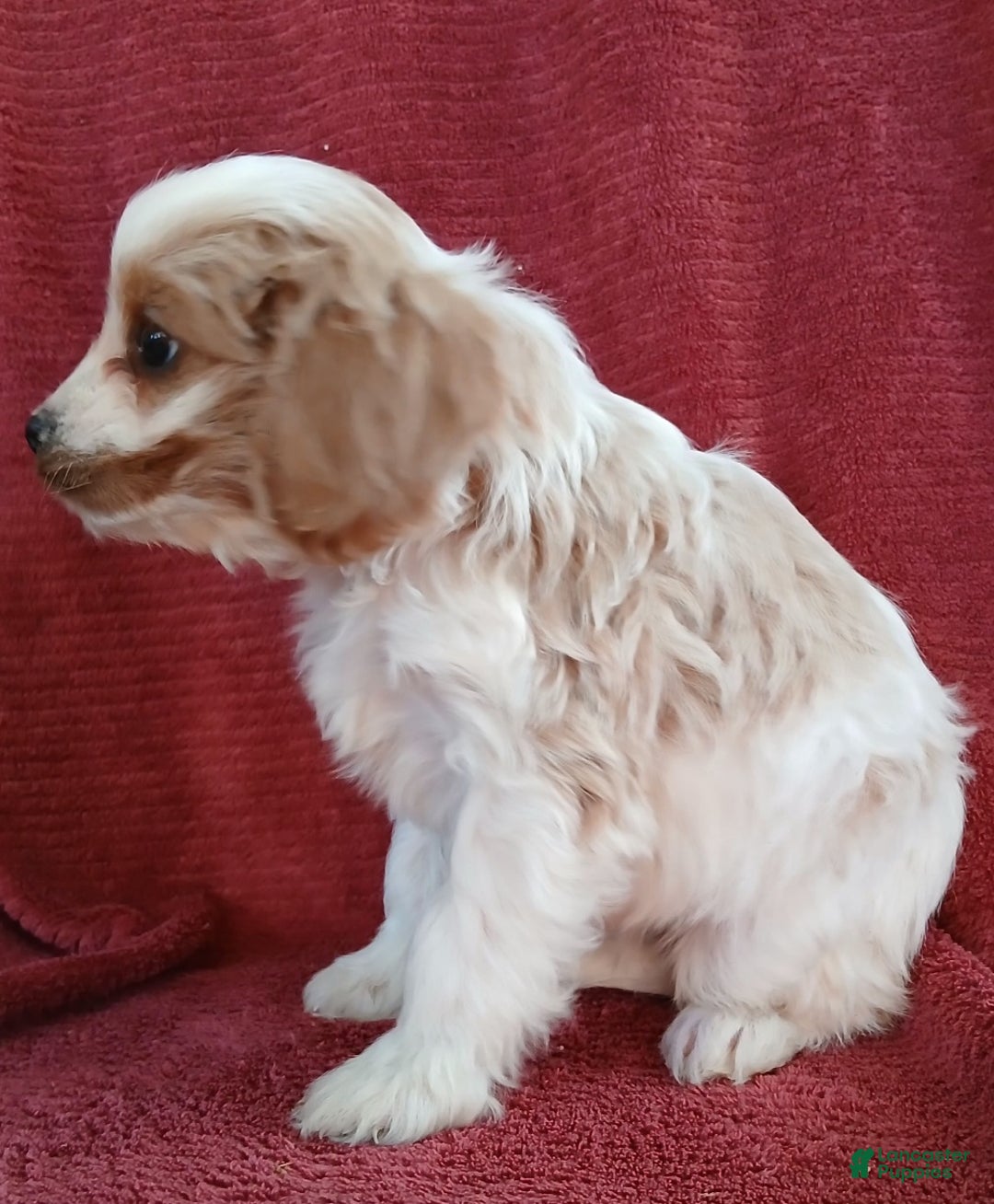 Cavapoo dogs for sale: Bryce - Ad 3