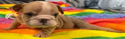 English Bulldog dogs for sale: English Bulldog 4 - Ad 3