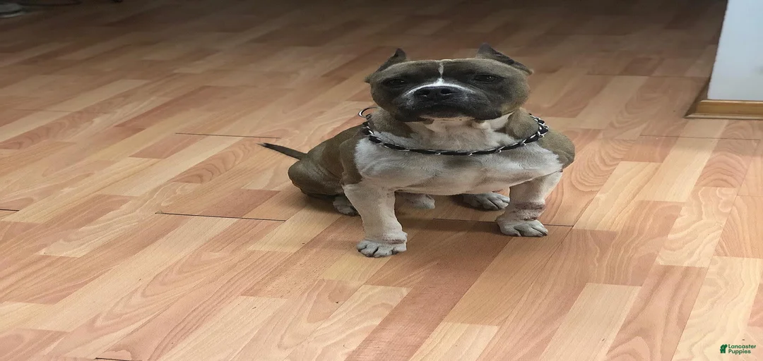 Gallery Image {{count}}