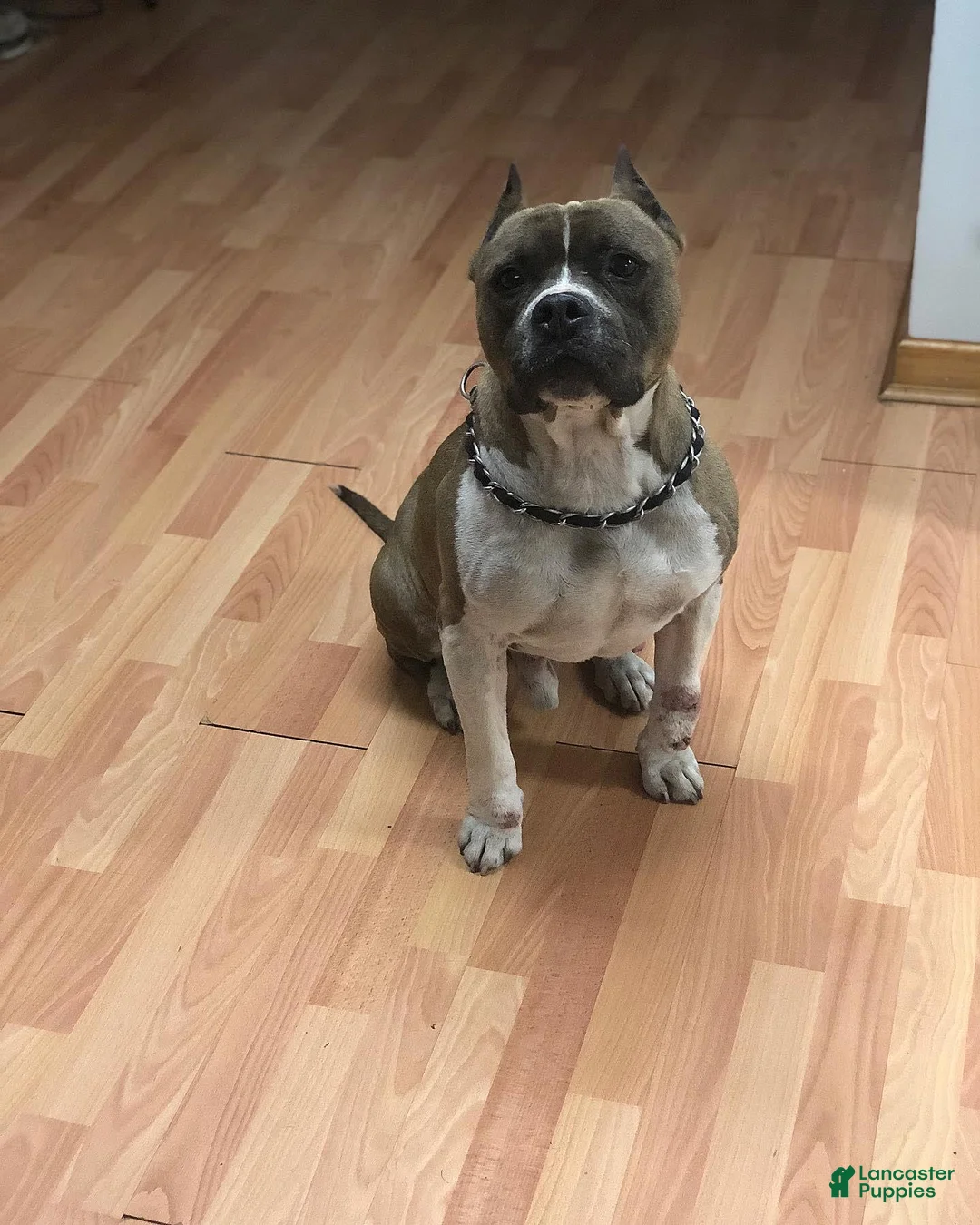 Gallery Image {{count}}