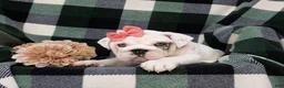 English Bulldog dogs for sale: Tyna - Ad 5
