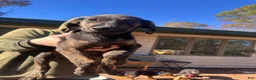 Mixed Breed dogs for sale: Mixed Breed 7 - Ad 3