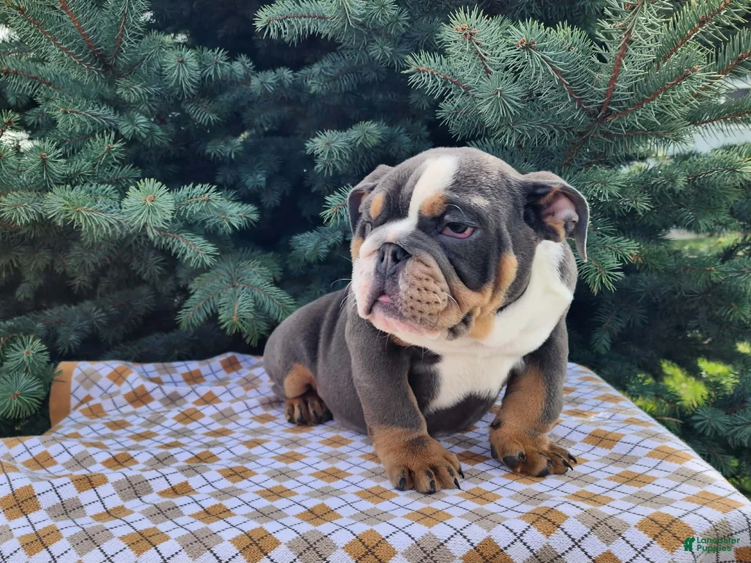 English Bulldog dogs for sale: Elliot - Ad 2