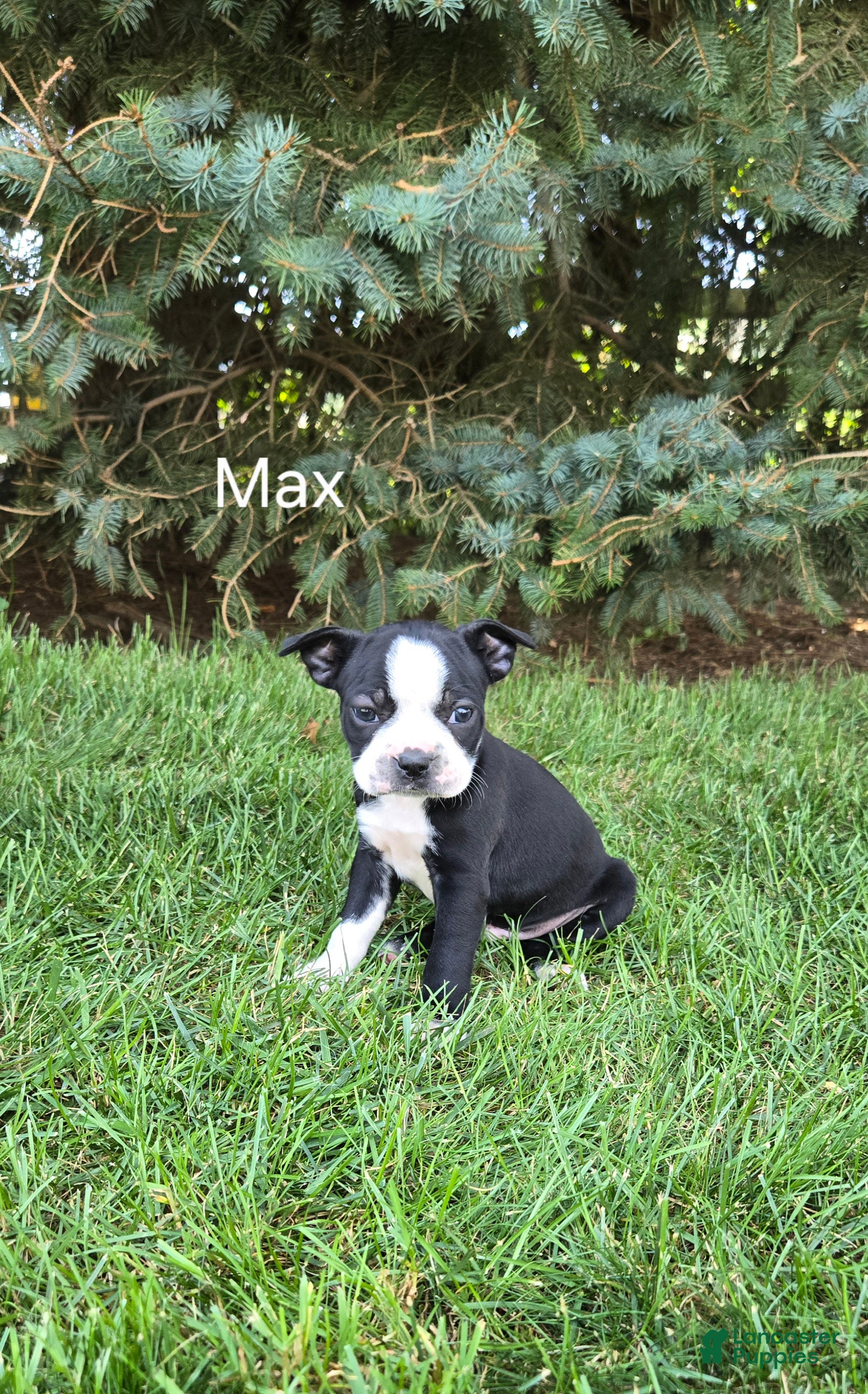 Boston Terrier dogs Max - Ad 33