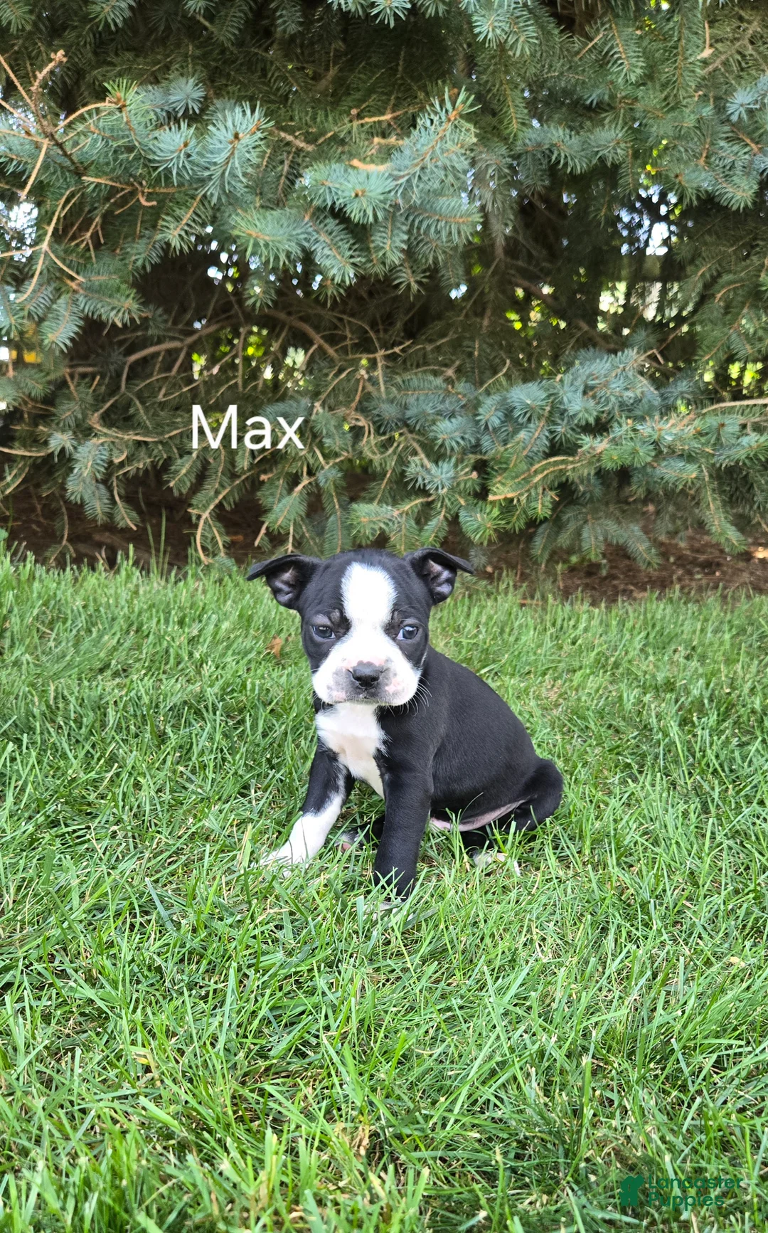 Boston Terrier dogs for sale: Max - Ad 1