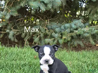 Boston Terrier dogs Max - Ad 25