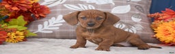 Miniature Dachshund dogs for sale: Flopsy - Ad 1