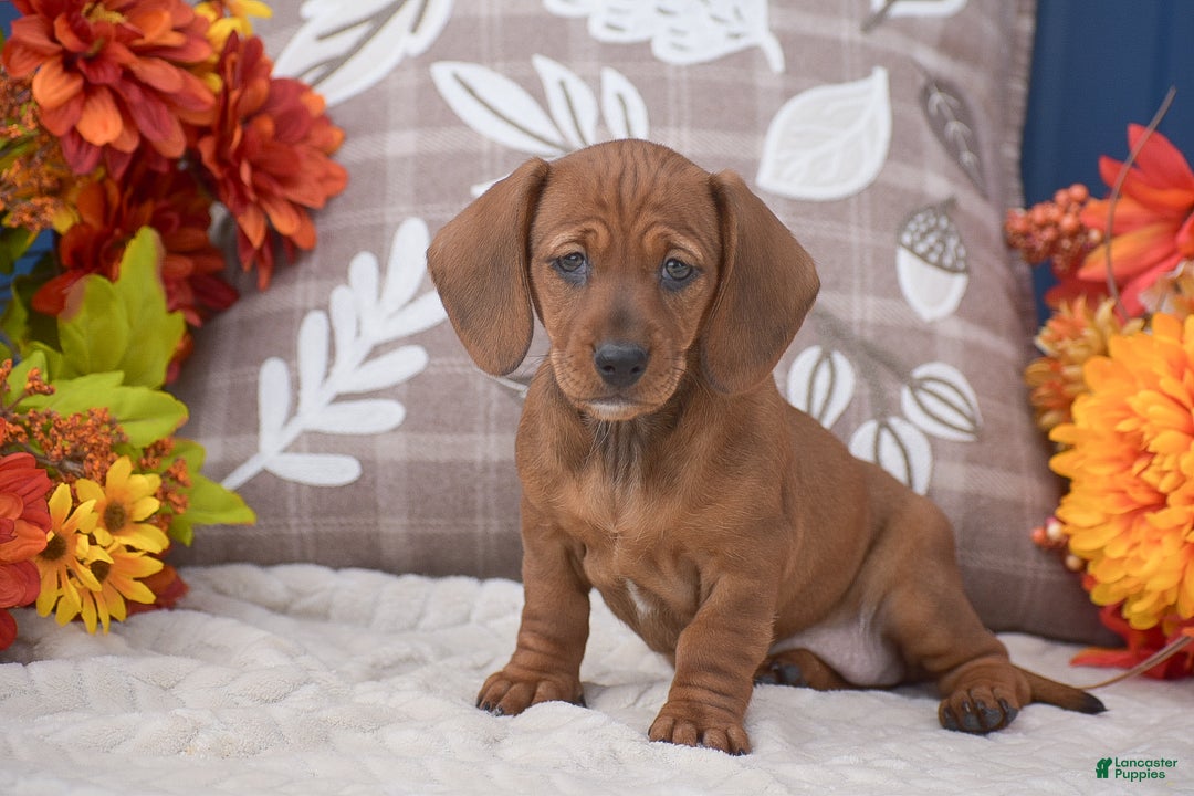 Miniature Dachshund dogs for sale: Flopsy - Ad 1