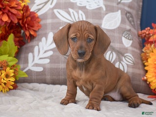 Miniature Dachshund dogs Flopsy - Ad 3