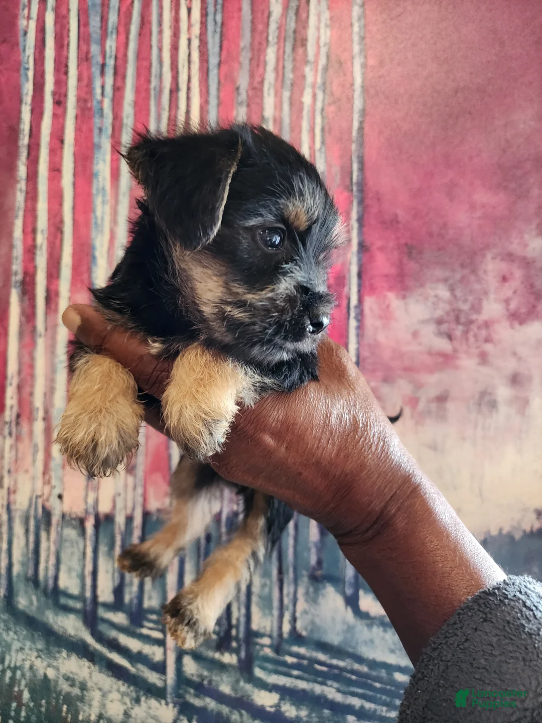 Mixed Breed dogs for sale: Mixed Breed 4 - Ad 1