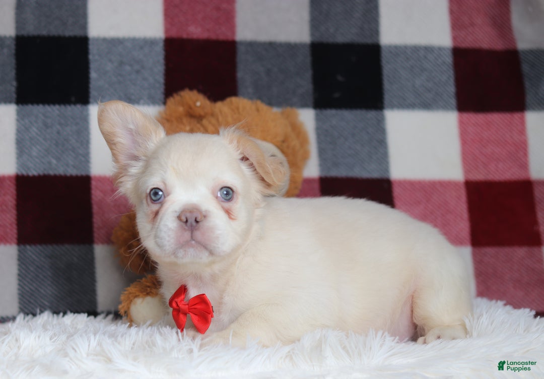 French Bulldog dogs for sale: Miguel - Ad 1